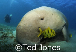 Dennis the Dugong by Ted Jones 